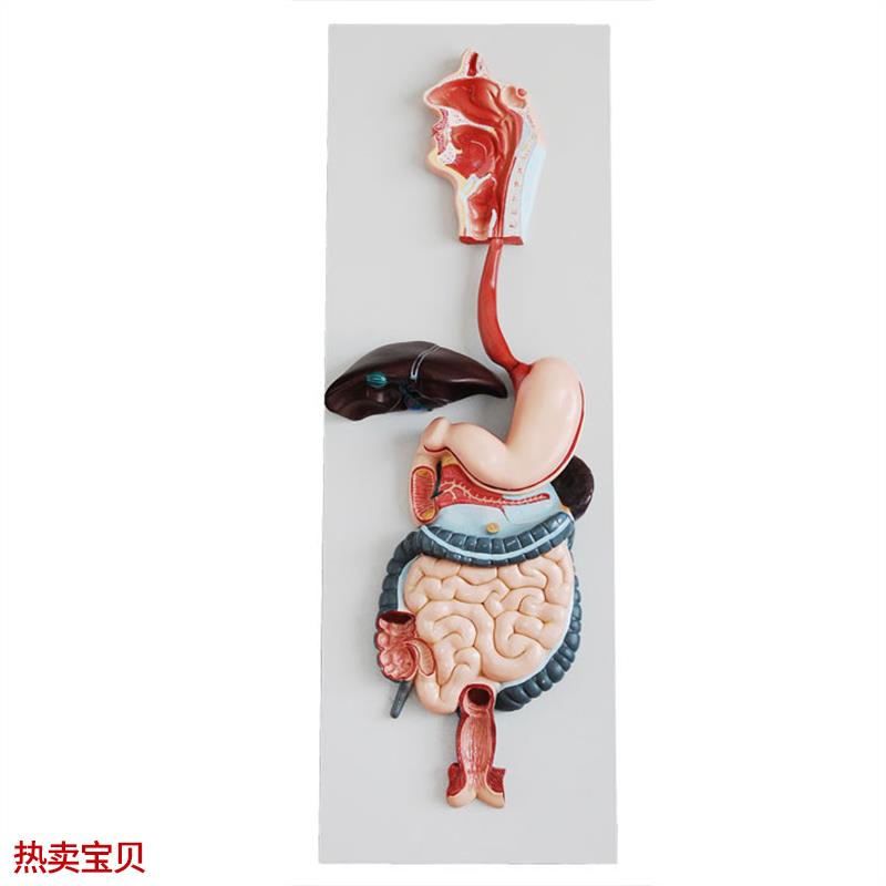 消化系统模型