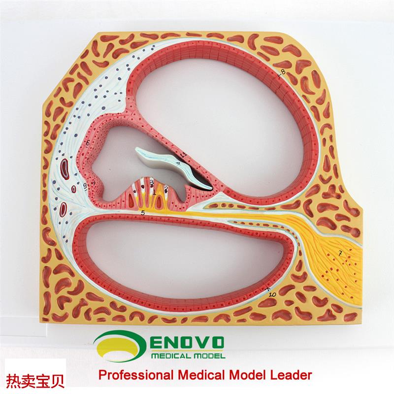 ENOVO颐诺人体螺旋器Corti器科蒂氏器官耳O鼻喉科耳朵模型医学内