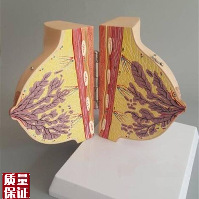 女性哺乳期乳房模型乳房解剖女性催乳乳房整形.模型乳房模