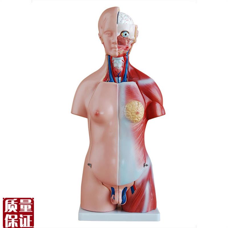 两性互换躯干模型45TCM(23件