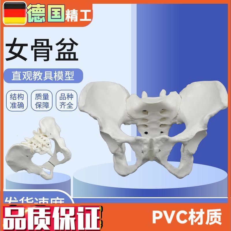 女性骨盆模型骨骼教具月子中心妇产科检查P助产教学产后修复用