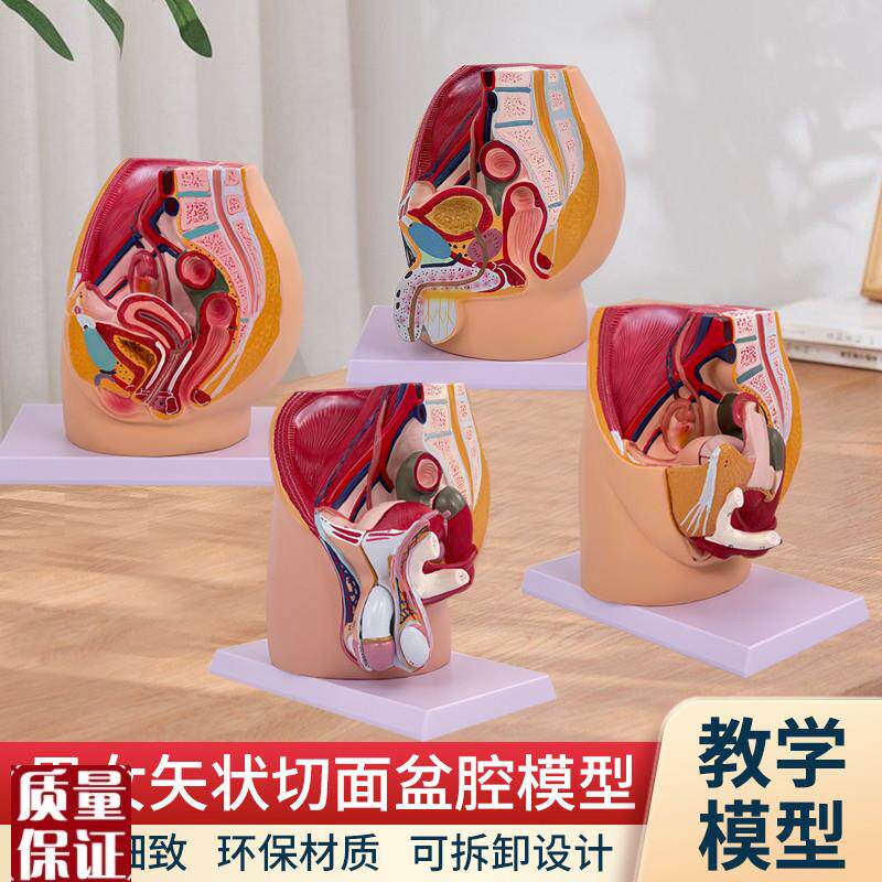 教学仿真女盆腔模型女性泌尿生殖系统标本正中R矢状切人体解剖模