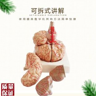 医学人体大脑解剖模型大脑模型脑血管脑动脉X神经科教学解