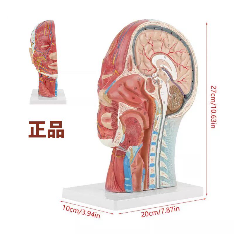 头部解剖模型 医学头部正中矢状C切面附血管神经模型 面部模型
