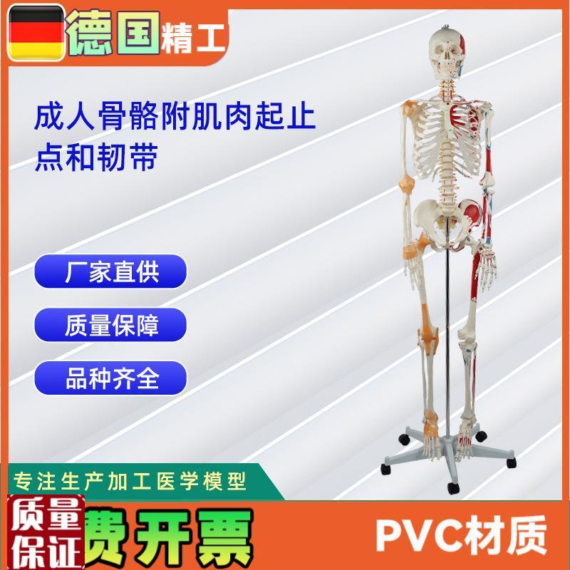 成人骨骼附肌肉起止点和带A韧带模型人体骨骼模型教学模