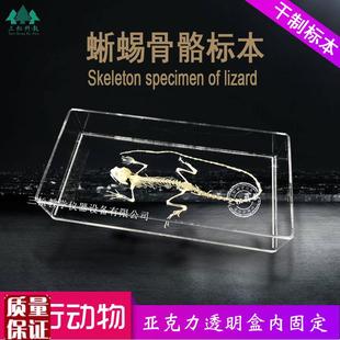 蜥蜴骨骼b标本生物解剖标本爬行动物教学科研展览中小学幼教配