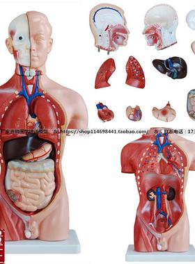 42cmb男性人体躯干模型13件可拆分幼儿园/中小学教学人体构造模