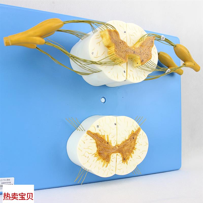 颐诺正品医用人体脊髓脊神经分支模型H周围神经系统脊柱麻醉解剖