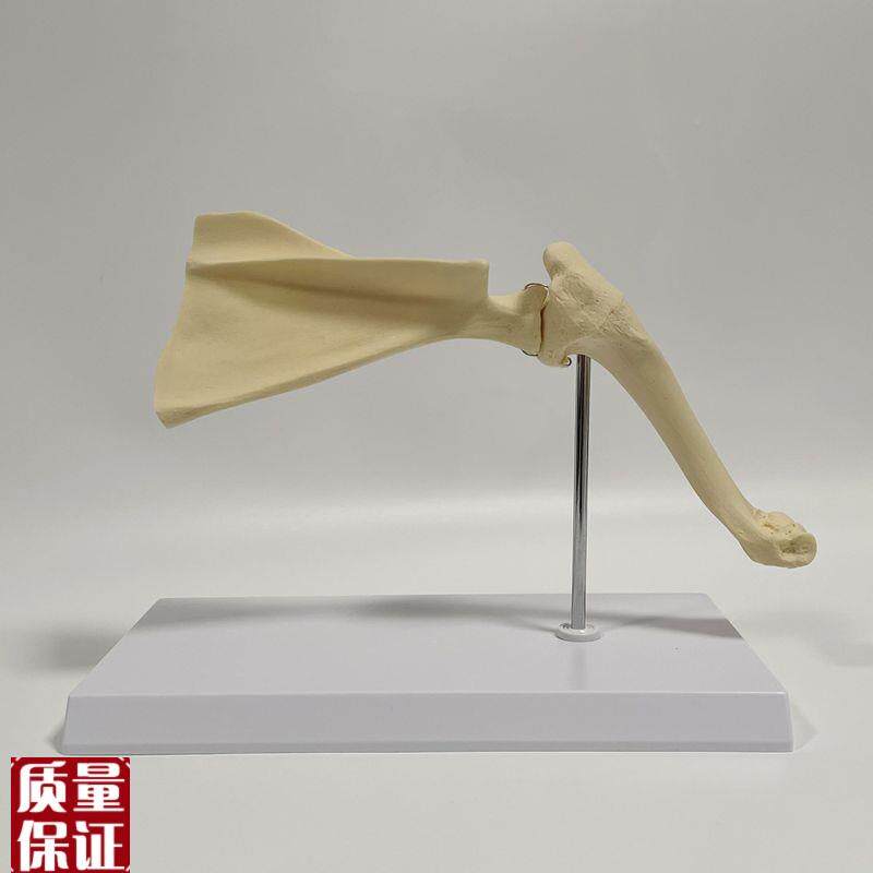 狗狗骨骼关节模型肩胛骨髋骨y腰椎骶骨肘关节仿真犬科动物标本兽