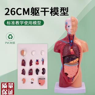 28cmb人体躯干解剖模型器官可拆卸医学教学心脏内脏模型玩具26c