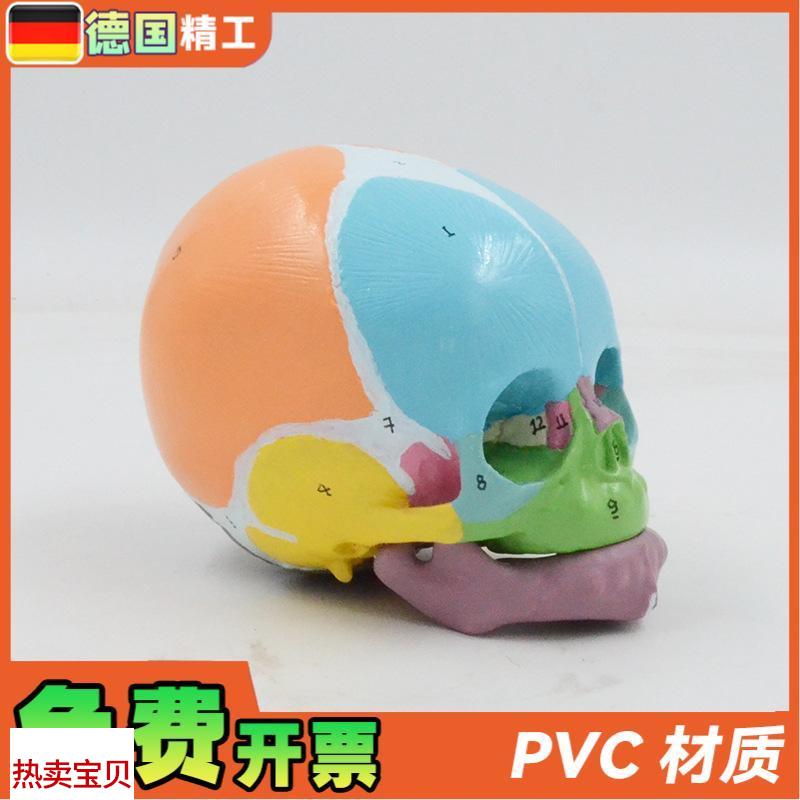 德国】1比1彩色婴儿头骨模型数B字标识额骨囟门下颌骨解剖教具医