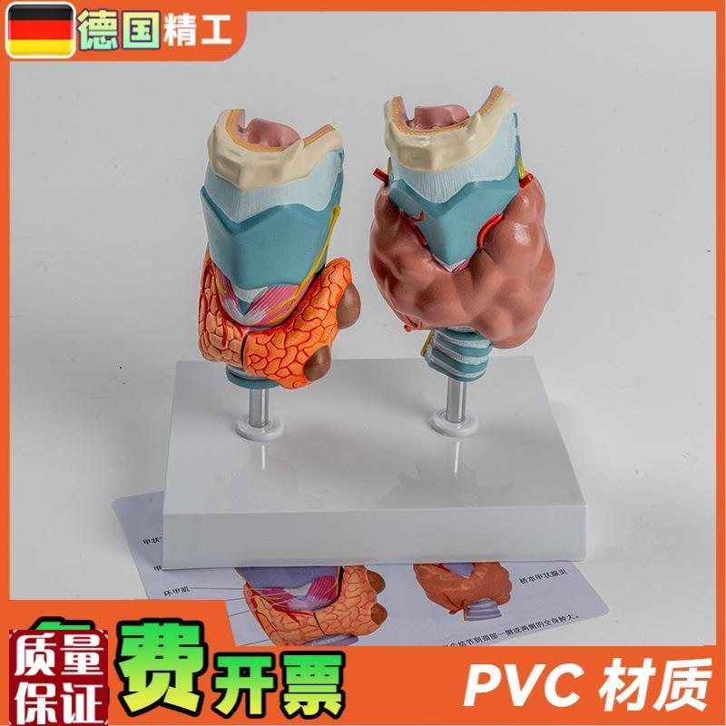 德国】人体病理甲状腺模型甲亢甲低内分泌系统医学W解剖甲状腺喉