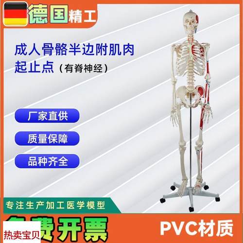 德国】成人骨骼半边附肌肉起止A点(有脊神经)医学教学模型模具