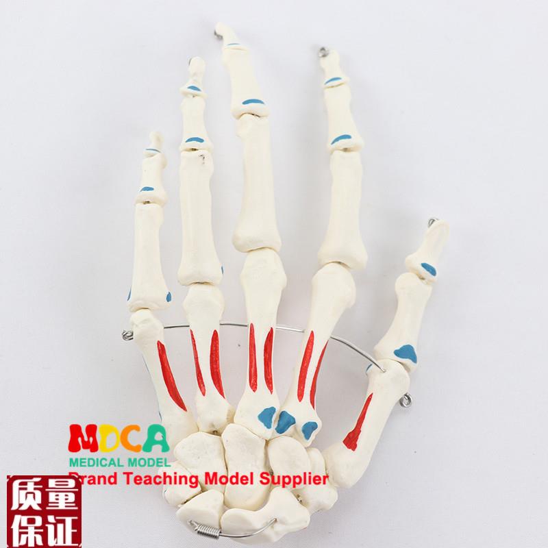 11真人大小手骨肌肉起止点标识骨科按摩教学M医用医学教学MSG00