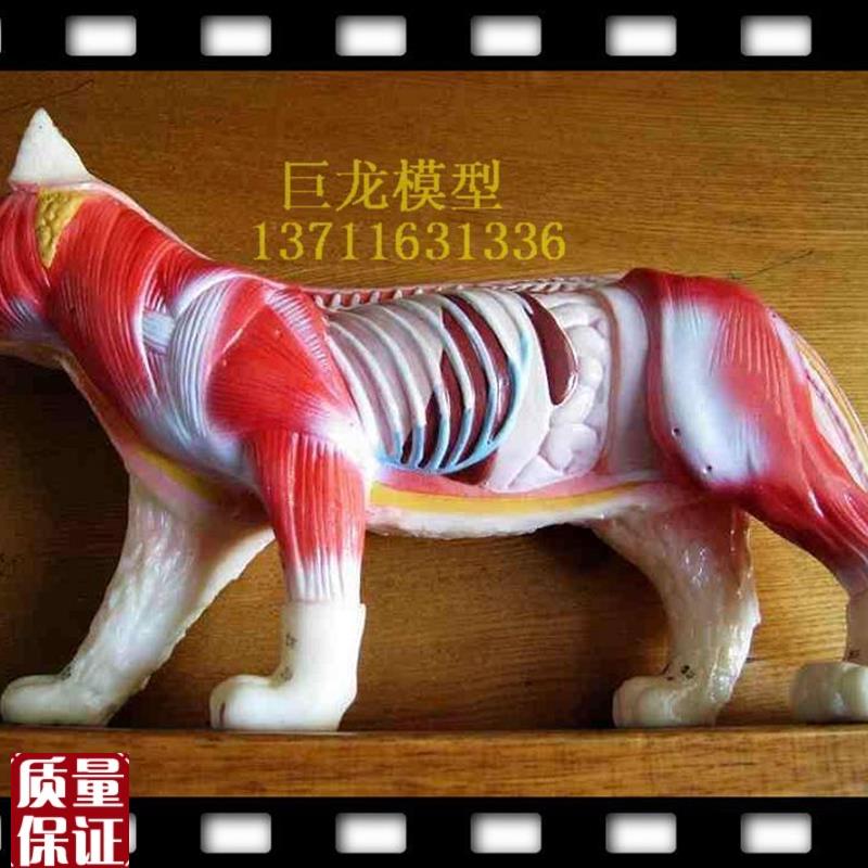 猫解剖猫针灸猫模型教J学模型动物标本模