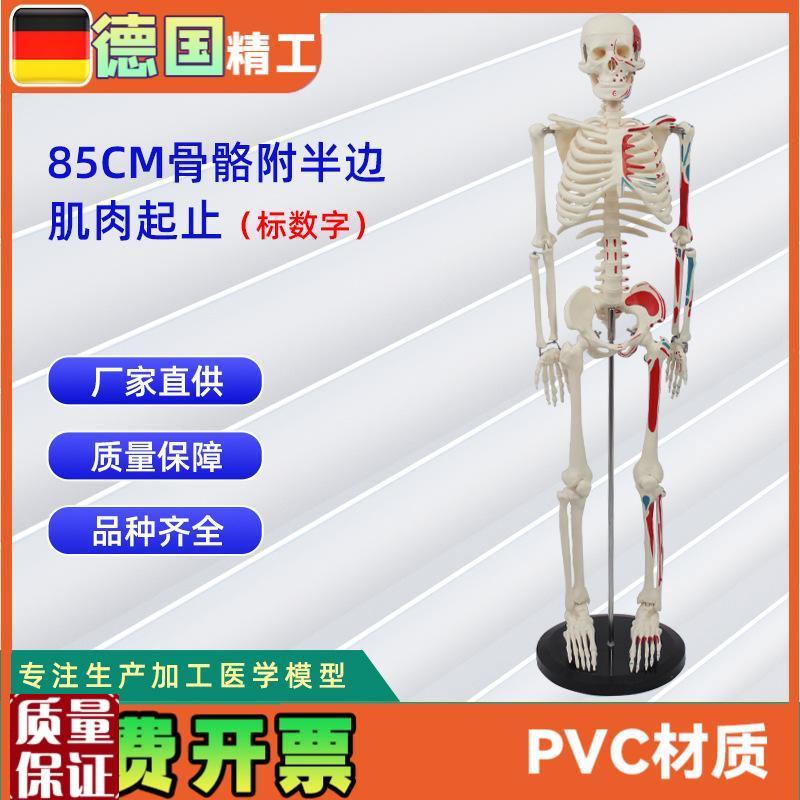 85CM附半边肌肉起止的骨骼(B标数字)人体骨骼模型医药展示器