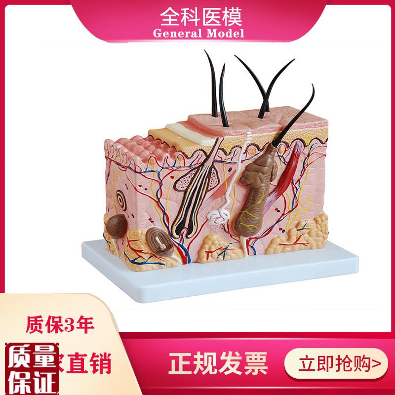 皮肤结构放大g模型中型组织层次立体构造微整形美容医教学模具玩