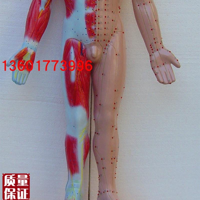 语音提示十四g针灸电动模型针灸人体模型电动语言提示十四经穴模