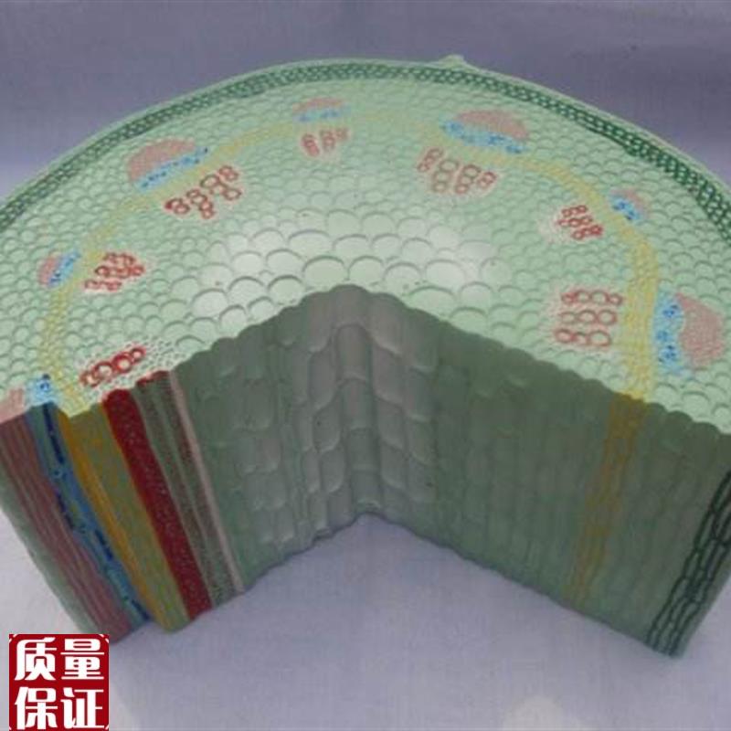 双子叶子植物茎模型生物解剖放大教Z学用模具标