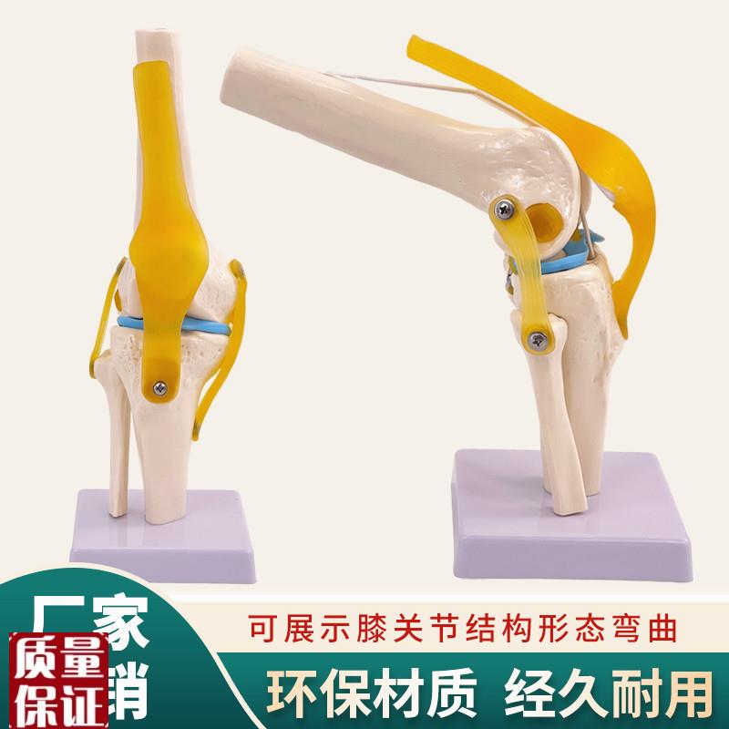 膝关节模型人体膝盖骨骼韧带髌骨半月H板结构造医学院骨科教学模