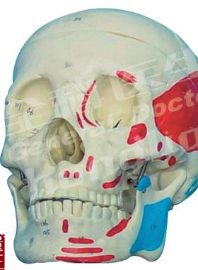 成人头颅骨肌肉u着色模型A11111/