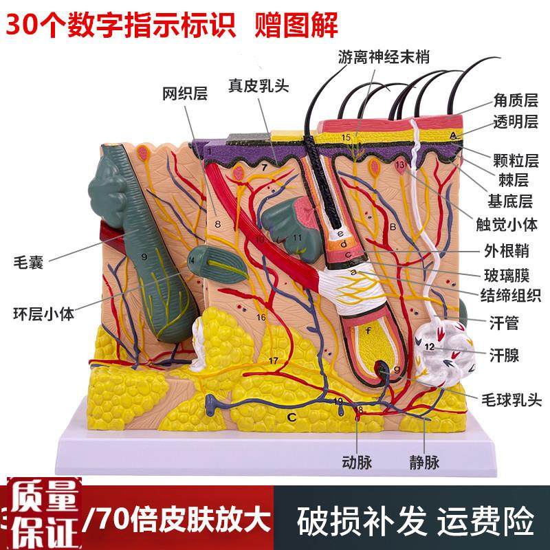 50倍人体皮肤组l织结构放大解剖模型医学美容整形立体皮肤放大模