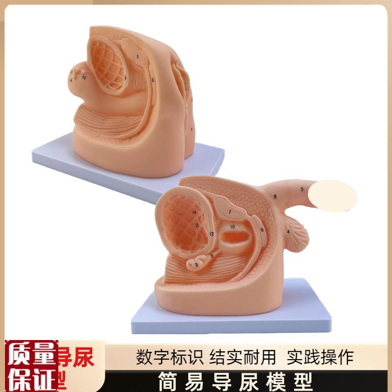 女性内外生殖器解剖模型及导z尿模具医学用人体导尿插管模型教