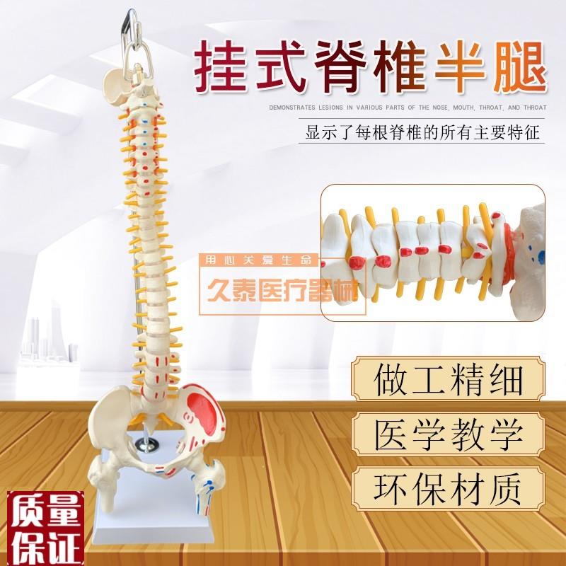 人体脊柱模型人体骨骼模型v脊椎45CM带颈椎胸椎尾椎椎骨骨盆模