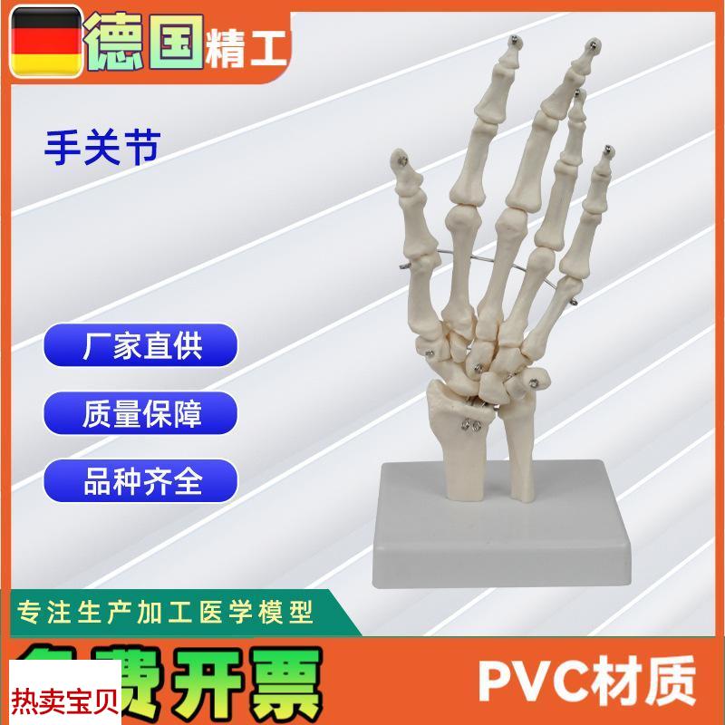 人体手关节模型手骨尺骨桡骨骨科U医用教学模型