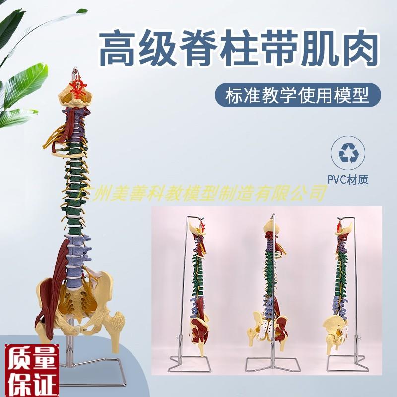 正骨人体脊柱附肌肉及彩色分区骨骼模型H大脊椎成人1:1带胸椎骨