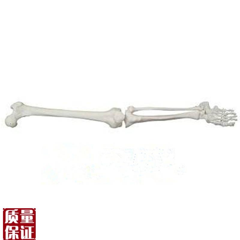 自然大上肢下肢骨骼骨架人体整条手骨T腿骨模型大腿骨