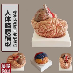 人脑解剖模型脑结构r模型大脑模型脑动脉模型脑血管分布脑