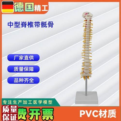 人体中型脊椎合集人体骨骼模型脊椎模W型骨架医学教