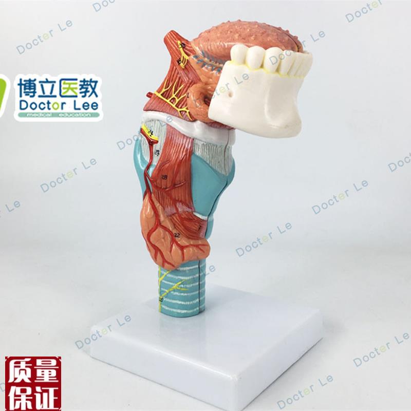 人体喉舌牙模型咽喉解剖E舌头模型甲状腺模型器