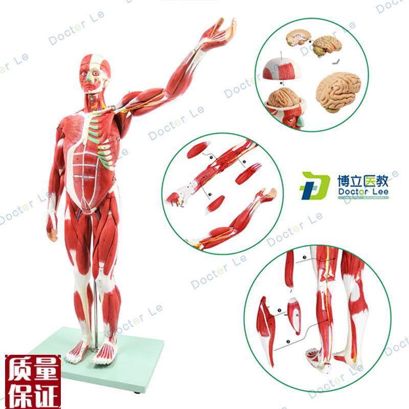 人体肌肉模型美术仿真骨骼y肌肉组织解刨模型健身医用教学模