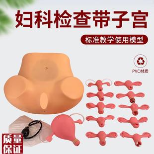 妇科检查模型妇科训练模型妇产科技能操作训练T模型医学用教学