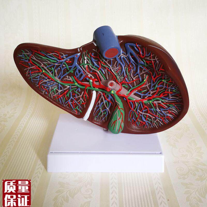 人体肝脏模型胆总管肝门静脉分布胆囊肝叶外科手U术教学仿真内脏