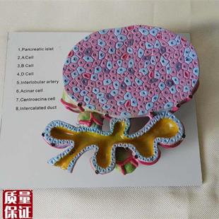 胰脏腺房a细胞模型解剖教学中学生物教仪教具医用医学模