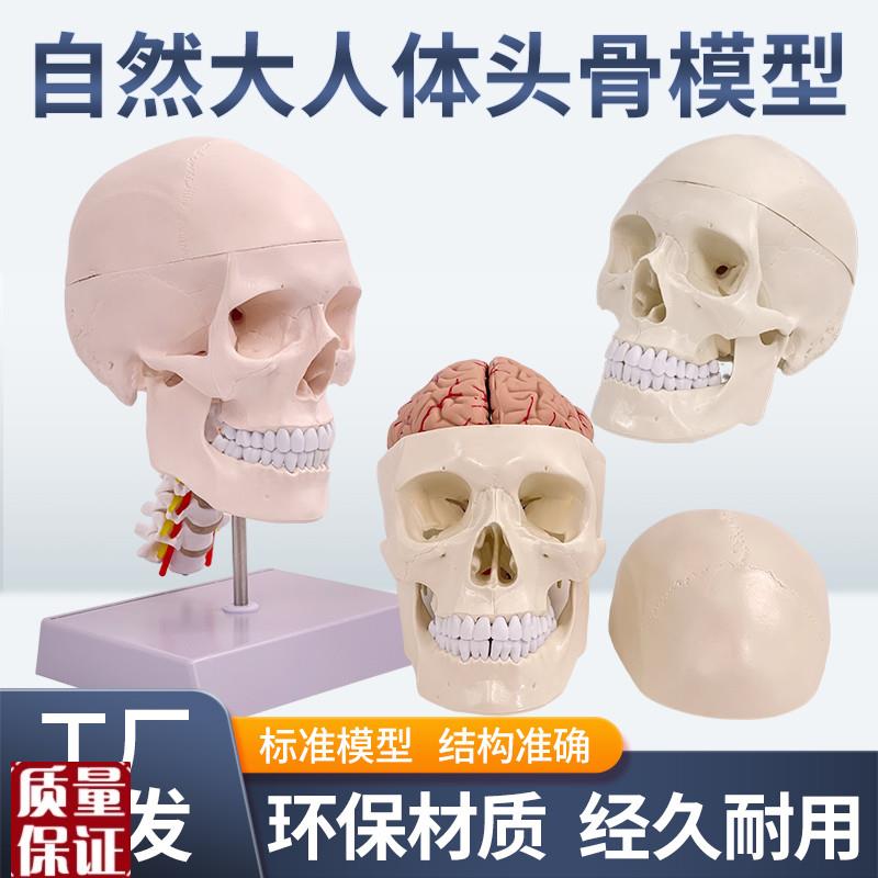 成人11医学仿真人体r头骨模型头颅骨解剖白色头骨带颈椎脑解