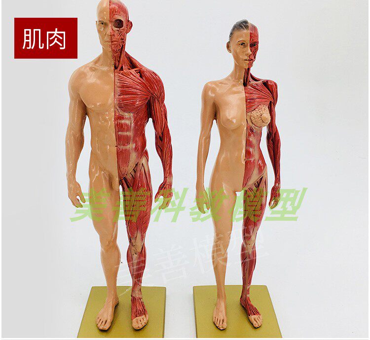 30cm绘画f参考头骨模型半身像医学艺用人体肌肉骨骼解剖结构 美术