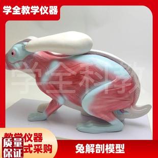 兔子解剖模型立体仿真内脏可拆卸拼装皮肤骨骼头V骨透明牙齿生物