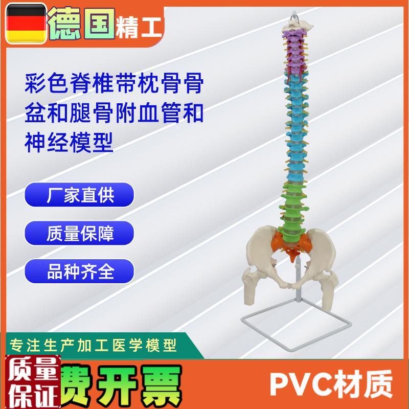 彩色脊椎带枕骨骨o盆和腿骨附血管和神经模型人体骨骼模