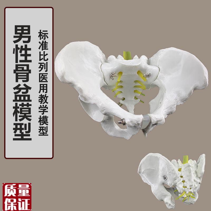 人体自然大骨盆模型1:1自然大盆骨模型骨盆男T性骨盆模型骨骼模
