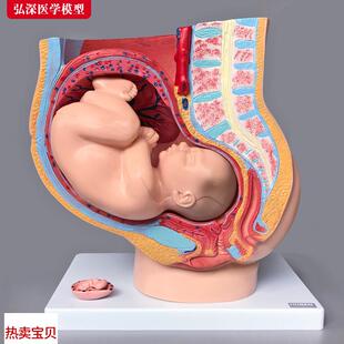女性生殖系统模型人体矢状解w剖盆腔腹部结构怀孕妇产科示教学胎