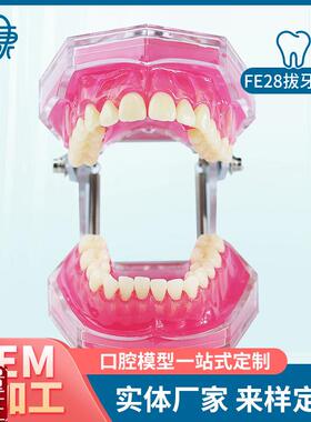 FE28拔牙模型人体牙q齿结构解剖模型口腔牙模具仿真牙科教学牙模