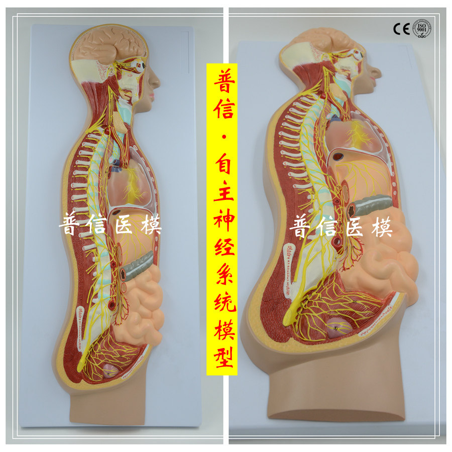 自主神经系统模型 全身t交感神经器官眼肠 解剖医学教学展示