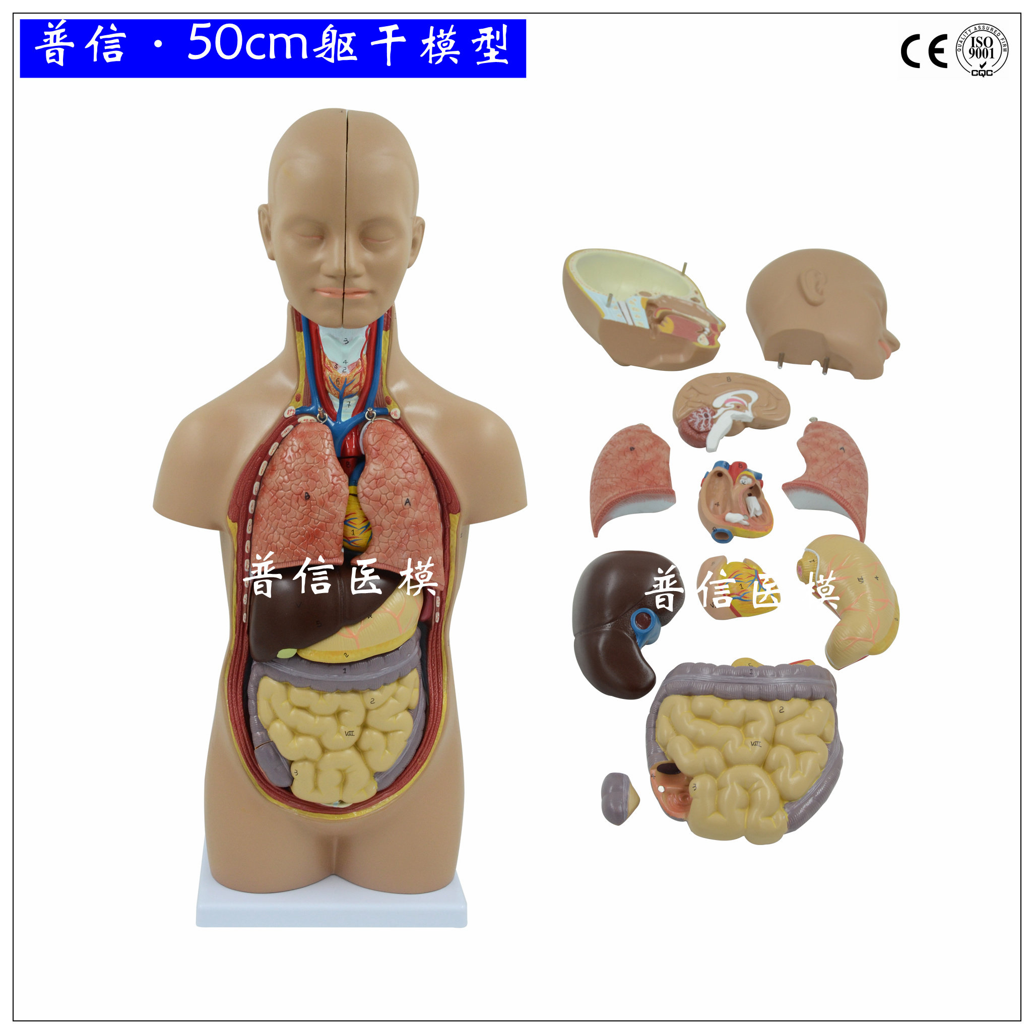 人体解剖 躯干模型 内脏w器官肝肠胃启蒙教学医用拼装模型
