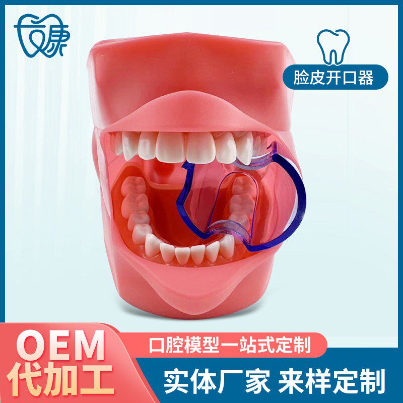 28拔牙模型人体牙齿结构解剖模型口F腔牙模具仿真牙科教学牙模型