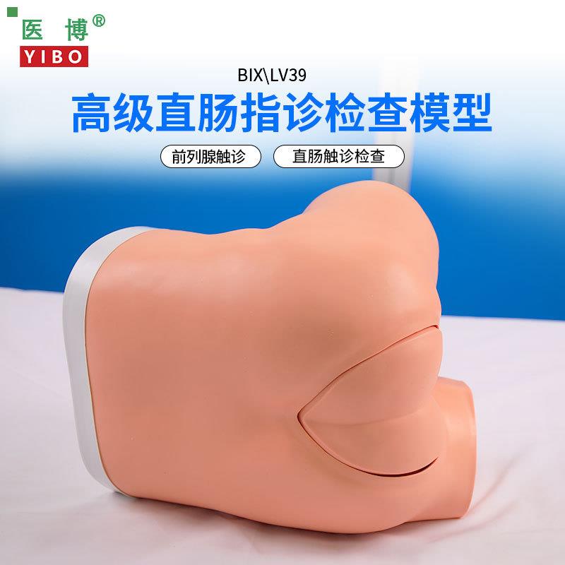 医博BIX-LV39高级直肠指诊检查模型 前列腺 肛门息肉检查模型