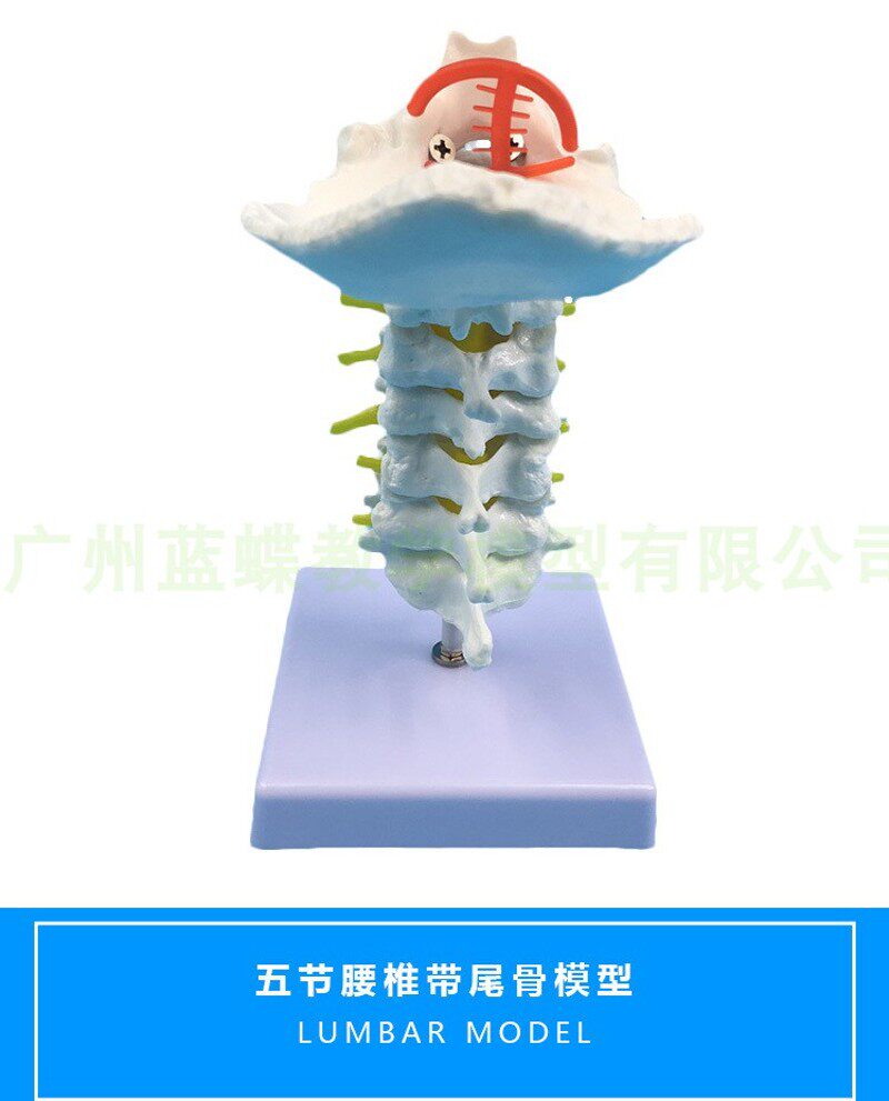 颈椎带颈动脉 后枕骨 椎间盘与神经E教学模型人体关节颈椎骨骼模